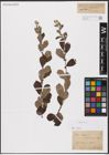 Foto von Salix aurita L.